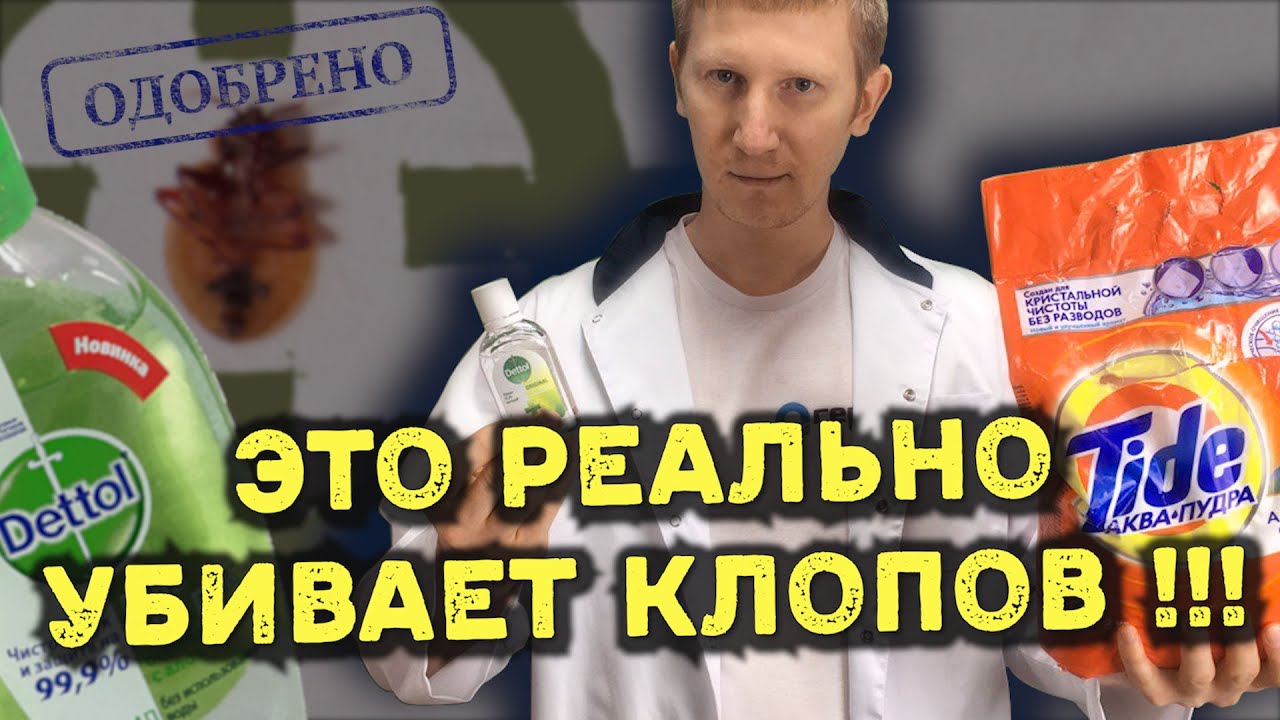 Эффективные способы избавиться от клопов в квартире